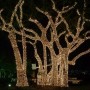 Alberi illuminati dalle luci natalizie